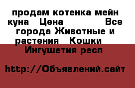 продам котенка мейн-куна › Цена ­ 35 000 - Все города Животные и растения » Кошки   . Ингушетия респ.